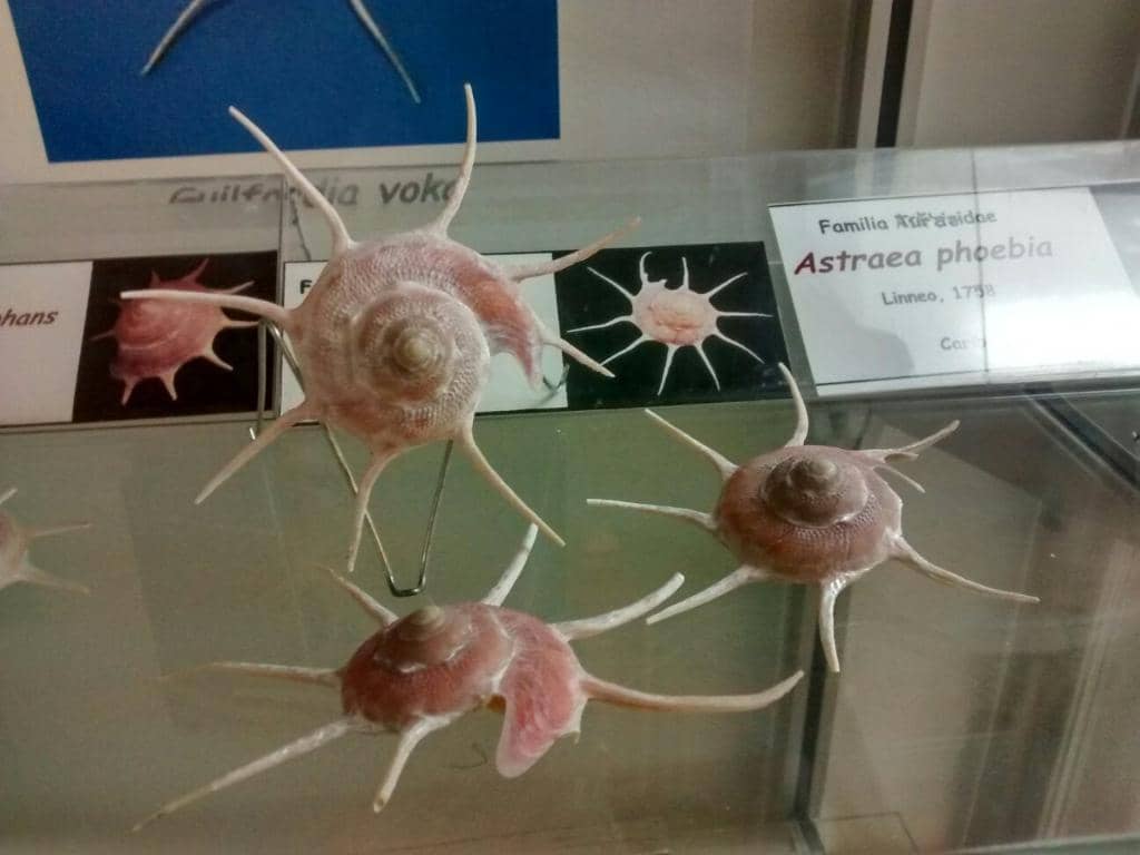 Live Marine Aquariums