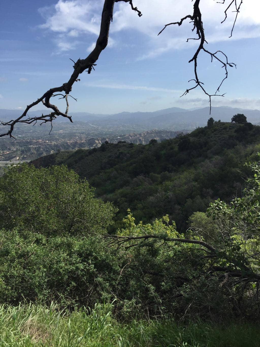 Abundant Fallen Trees