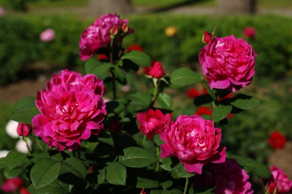 Marble Statues and Fountains