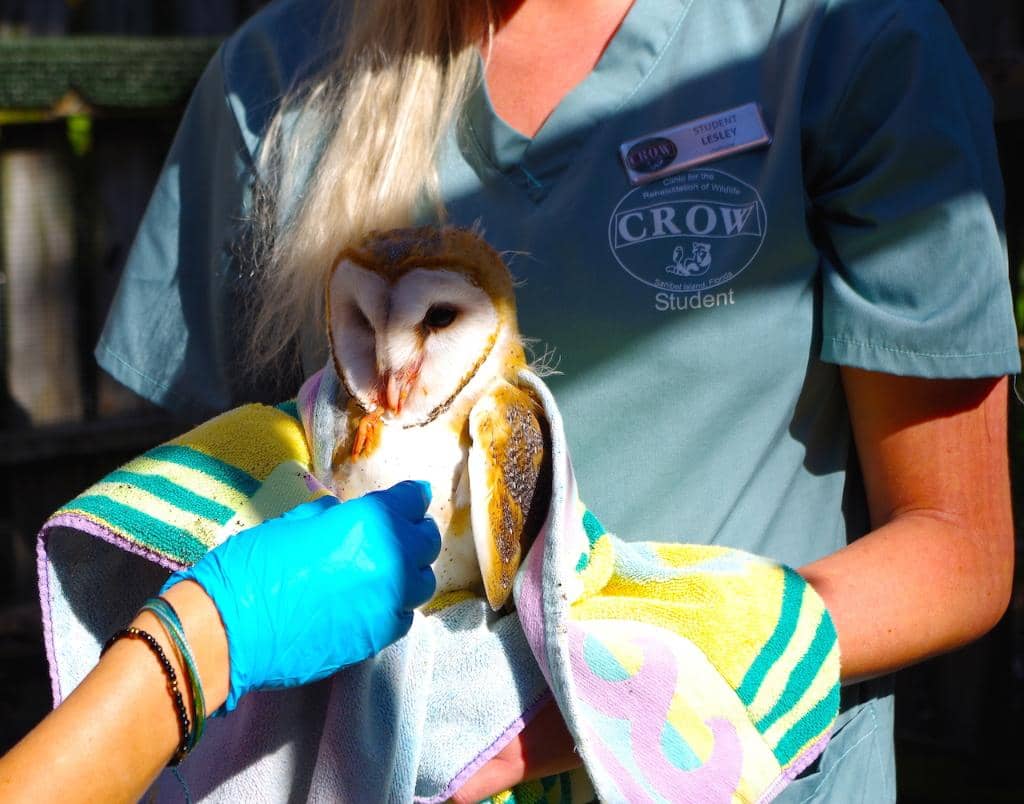 Animal Ambassador Encounters