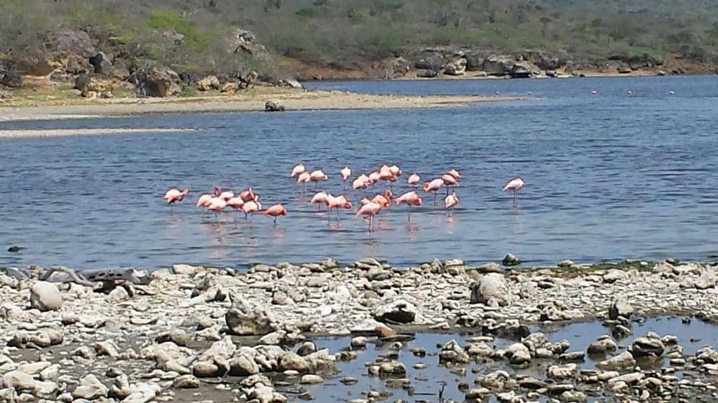 Flamingo Sightings