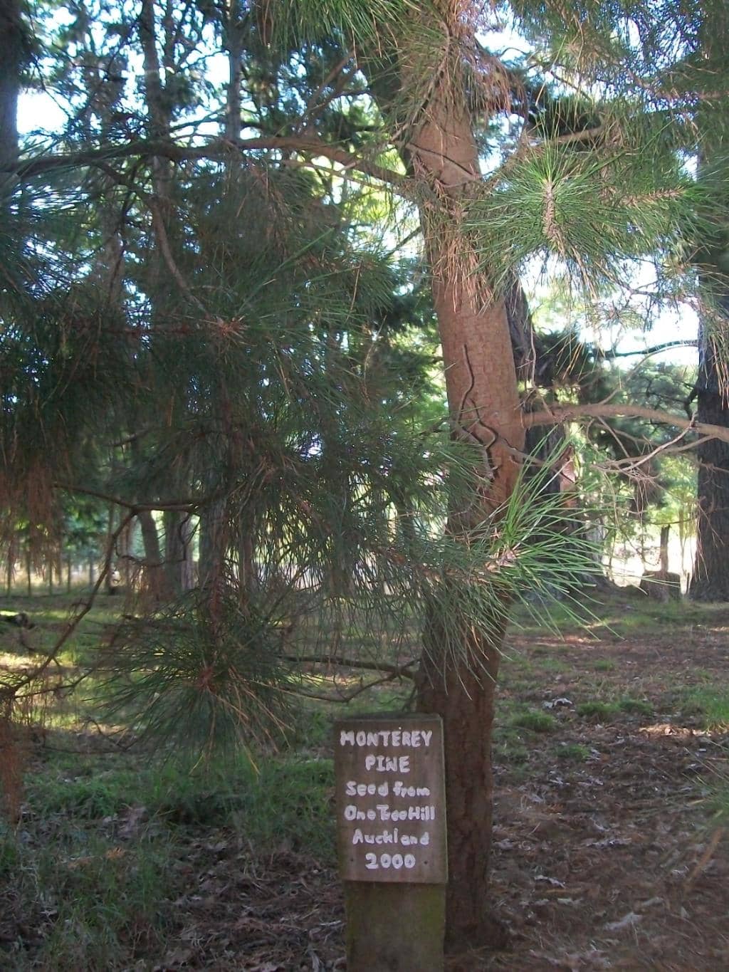 Labeled Native Trees