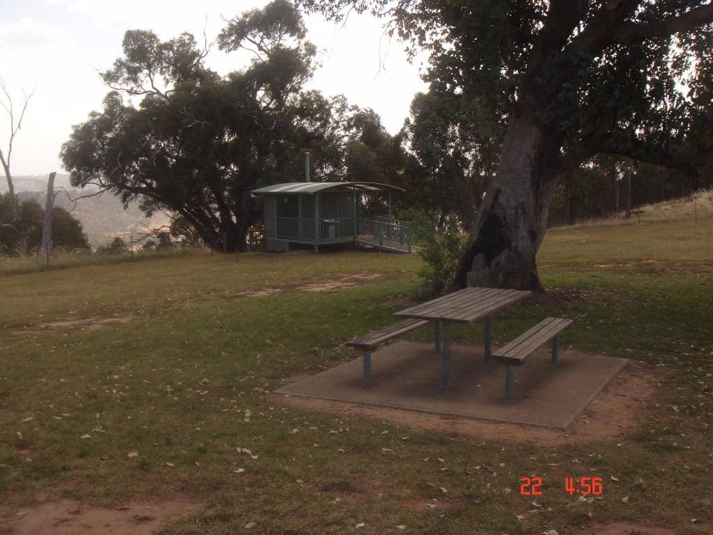 Wild Kangaroo Sightings