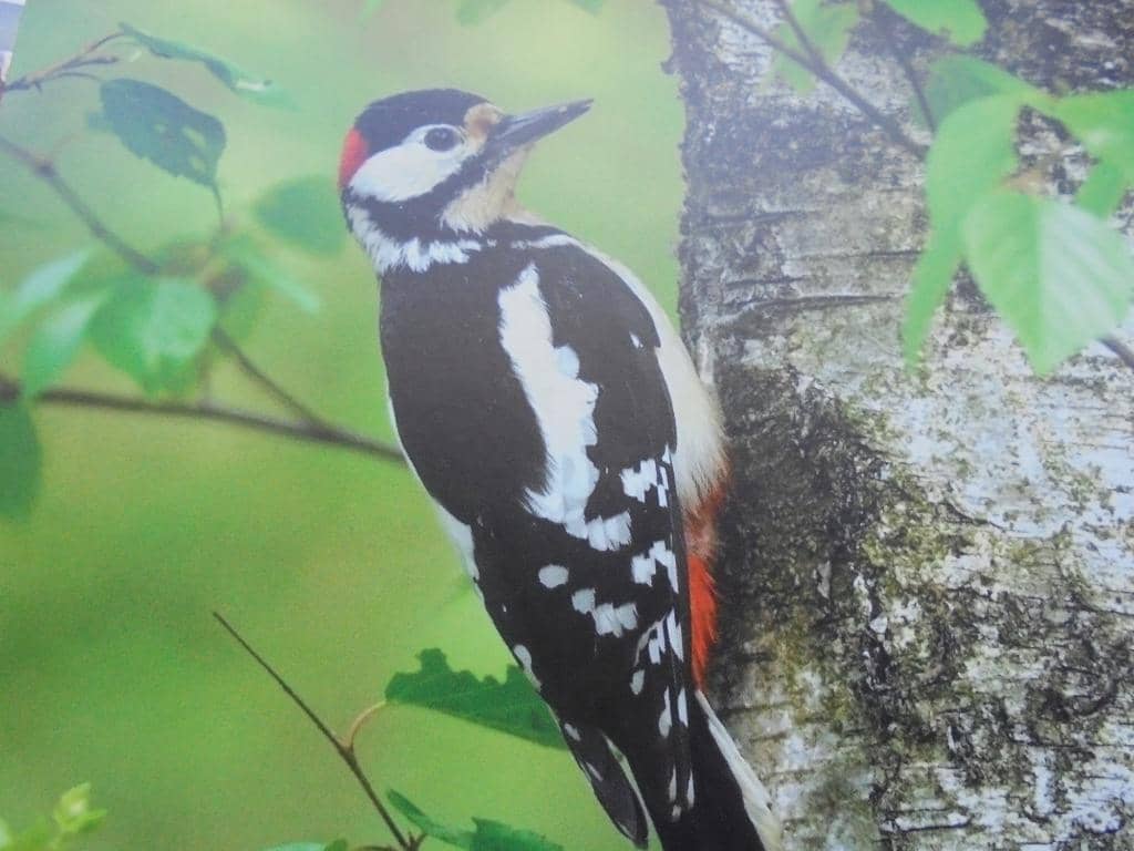 Summer Concerts in the Park