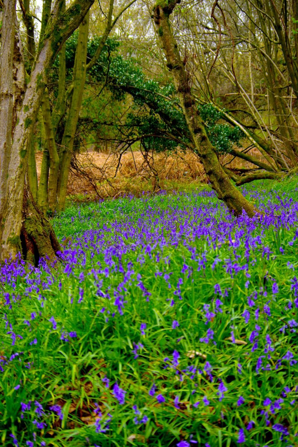 River Kennet Flood Plain
