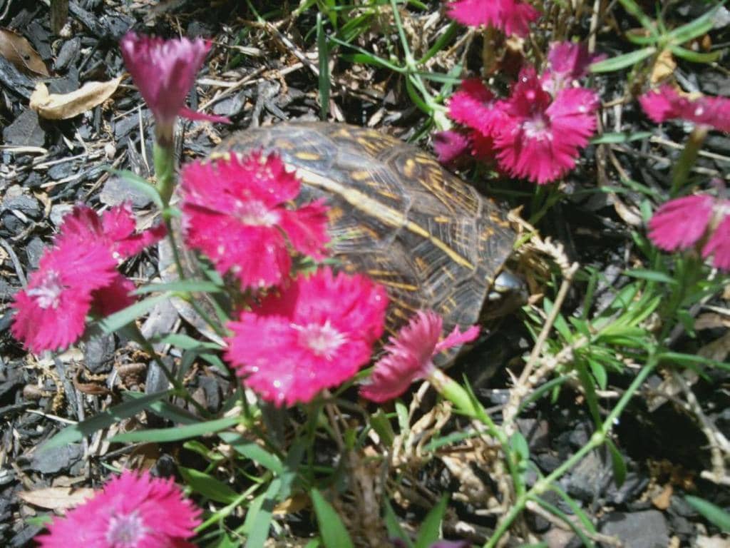 Leo's Landing Inclusive Playground