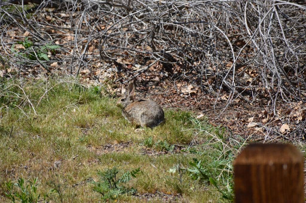 Abundant Wildlife Sightings