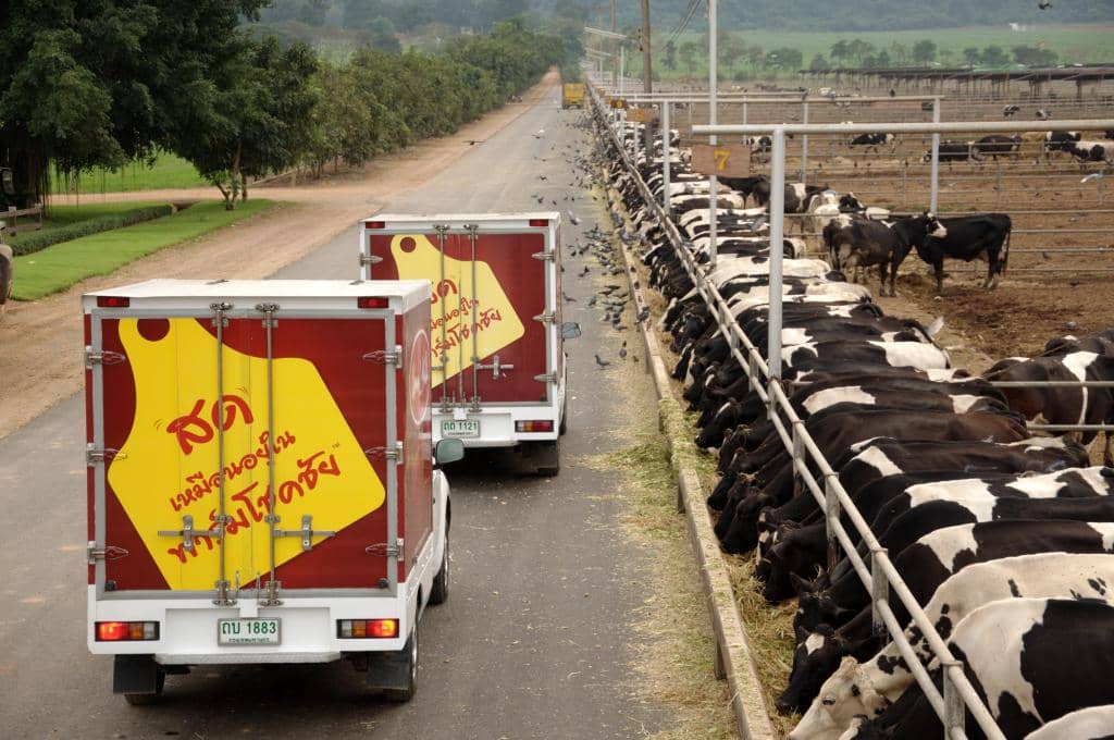 Cow Milking & Animal Encounters