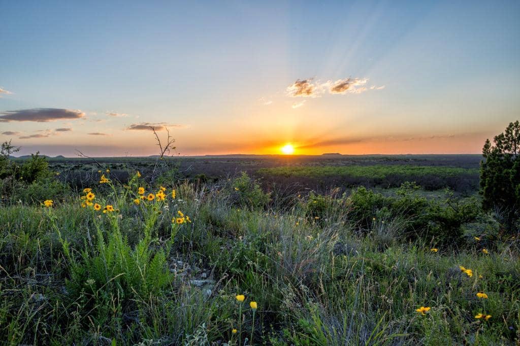 Bison & Longhorn Feedings