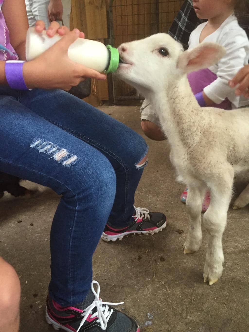Baby Animal Encounter Zone