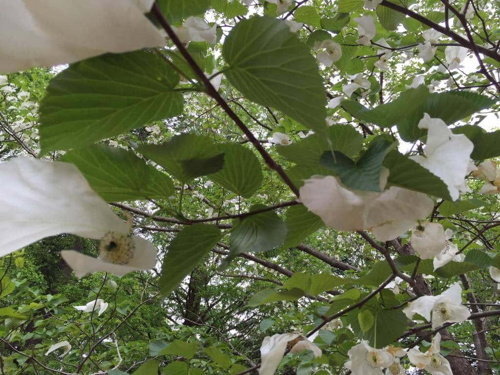 Diverse Greenhouse Ecosystems