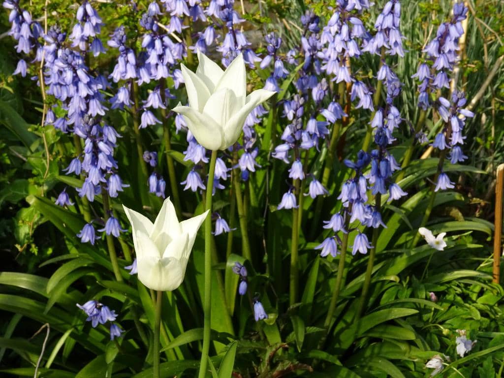 Tranquil Ponds & Wildlife