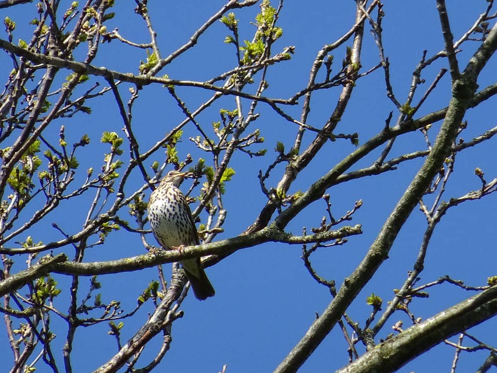 Dutch Pancake Restaurant