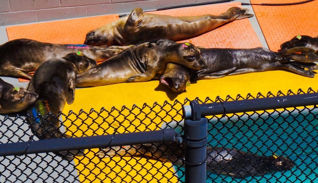 Rehabilitation Pools