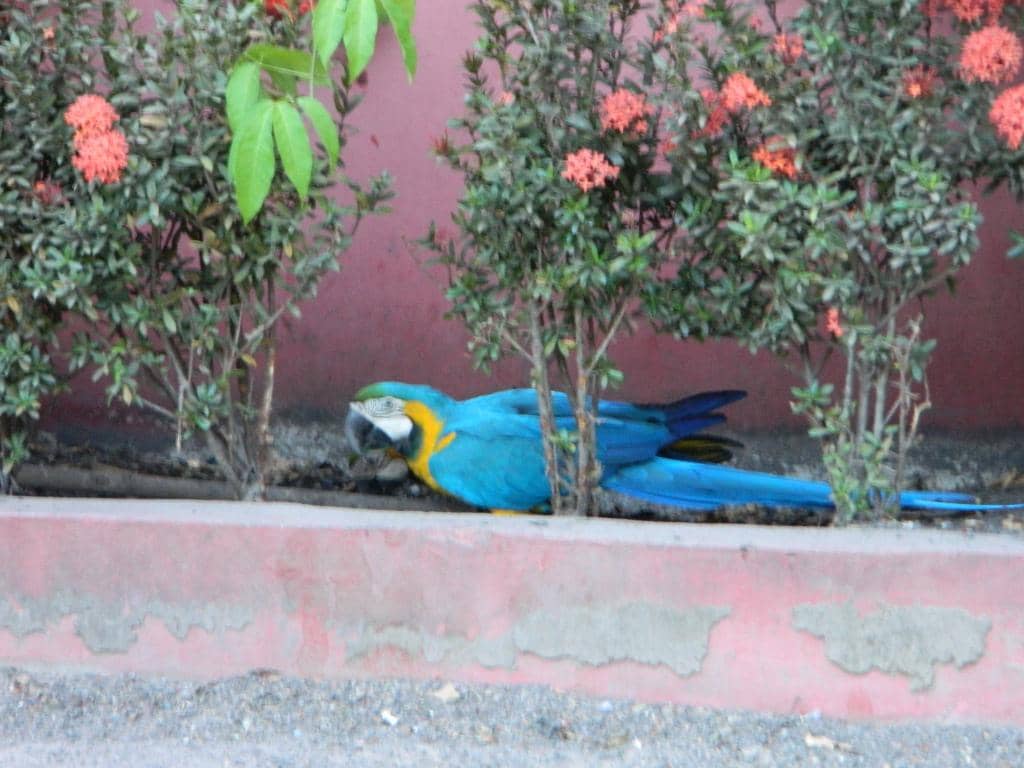 Wildlife Observation