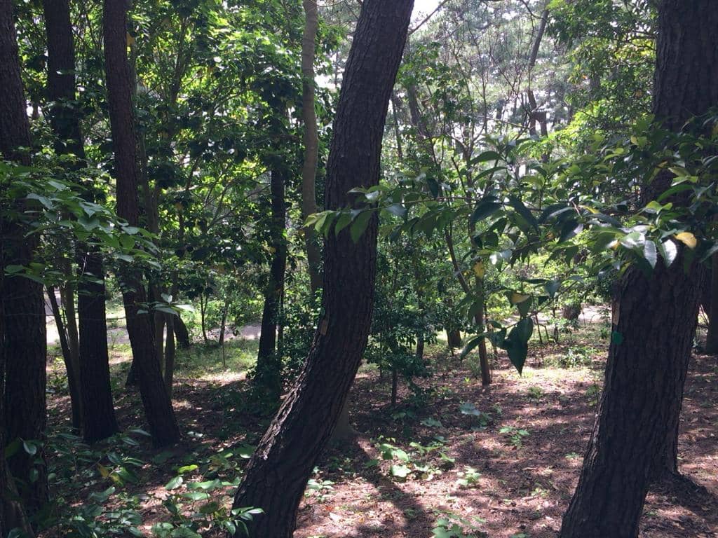 Imperial Villa History