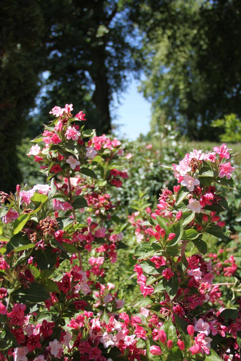 Lush Landscaped Park