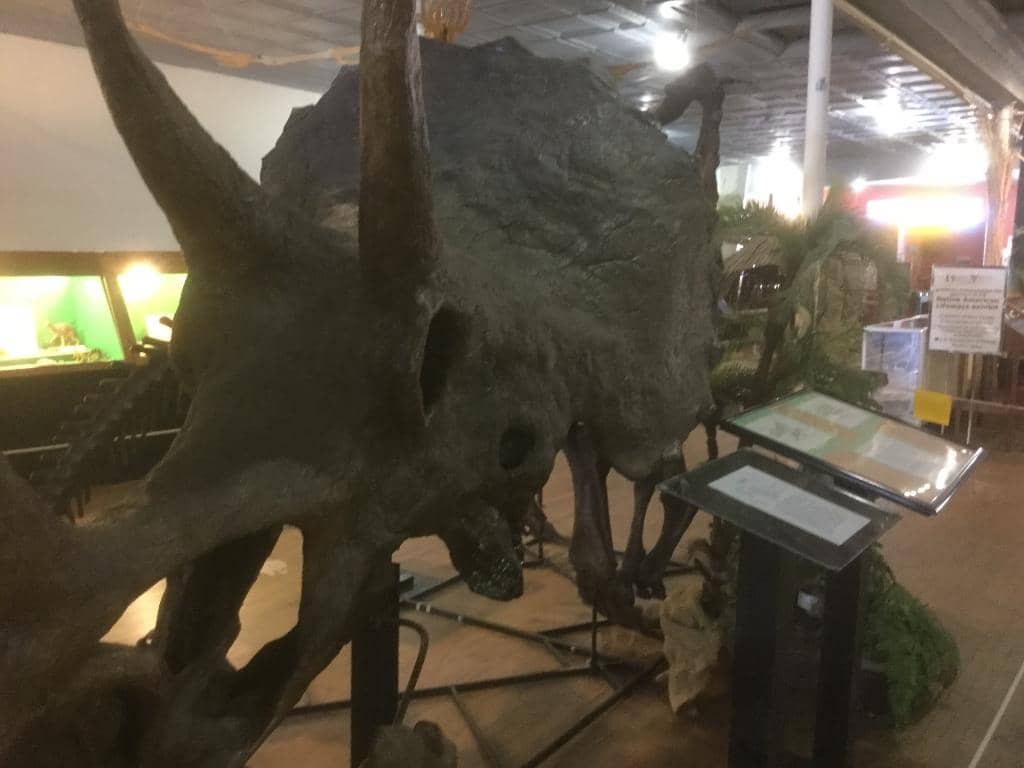 Dinosaur Discoveries