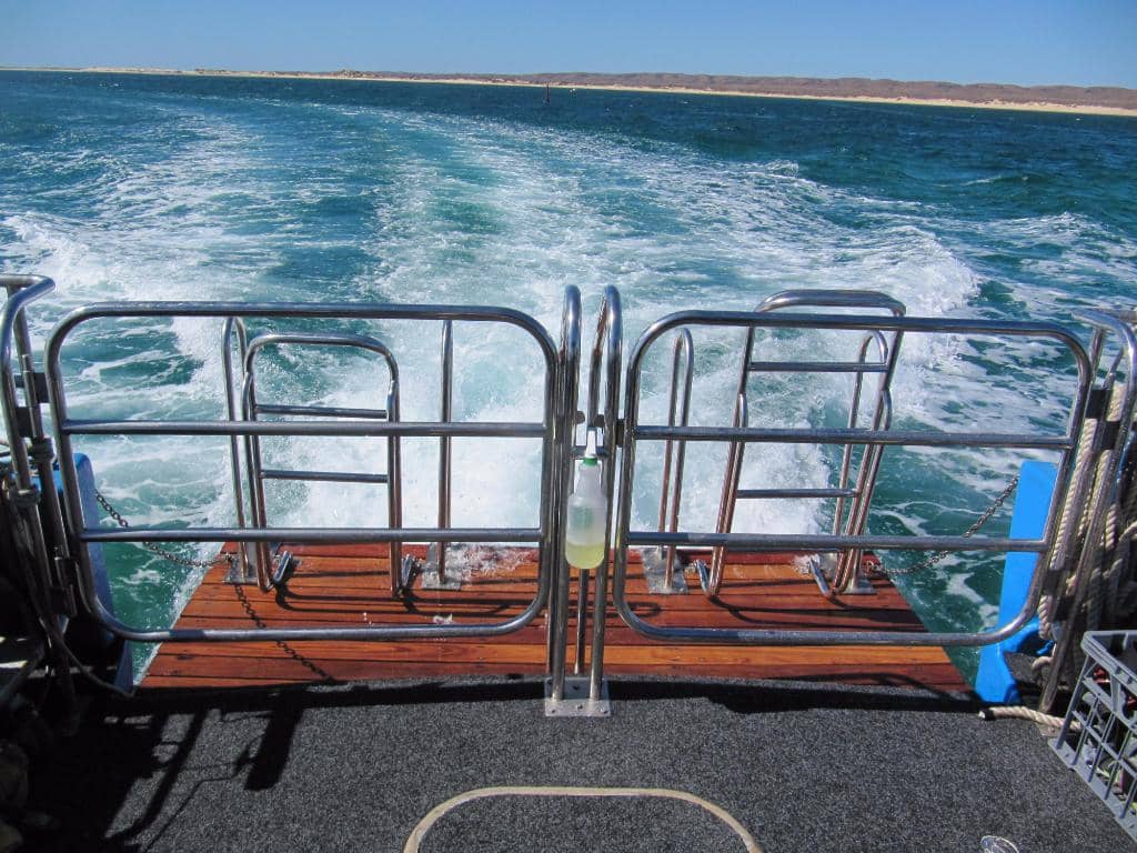 Schools of Trevally & Barracuda