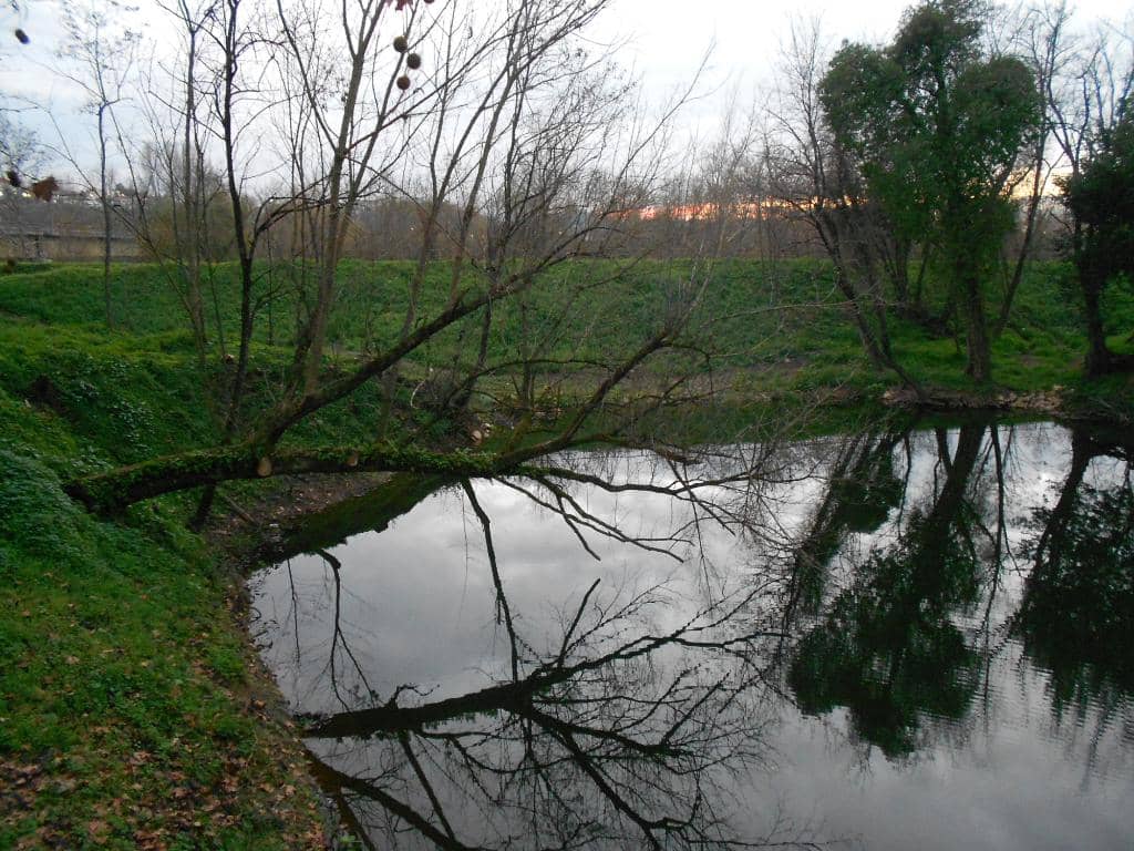 Enchanting Bamboo Forest
