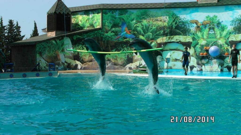 Swimming with Dolphins