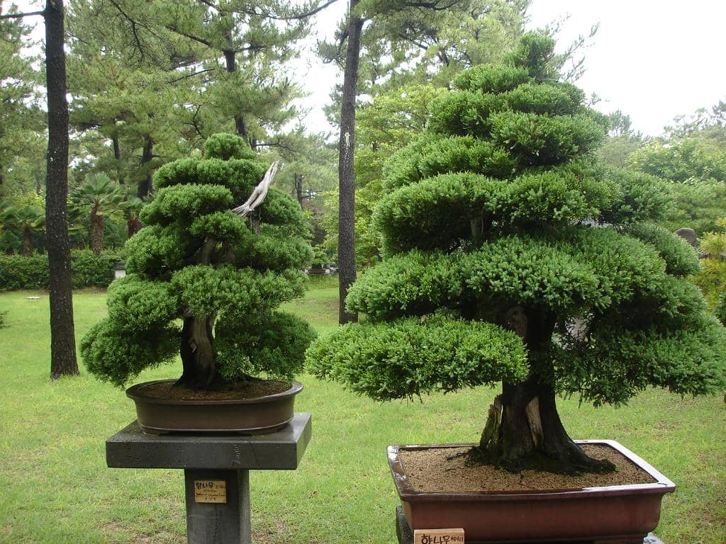 Bonsai Garden