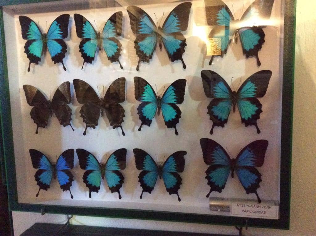Extensive Butterfly Exhibit