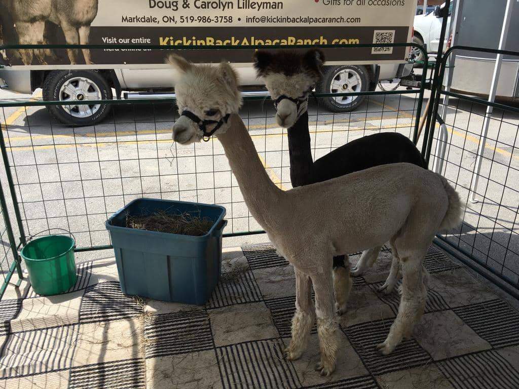 Community Atmosphere