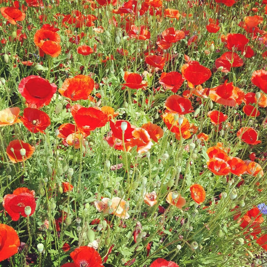 Yongyangbongjeong Park