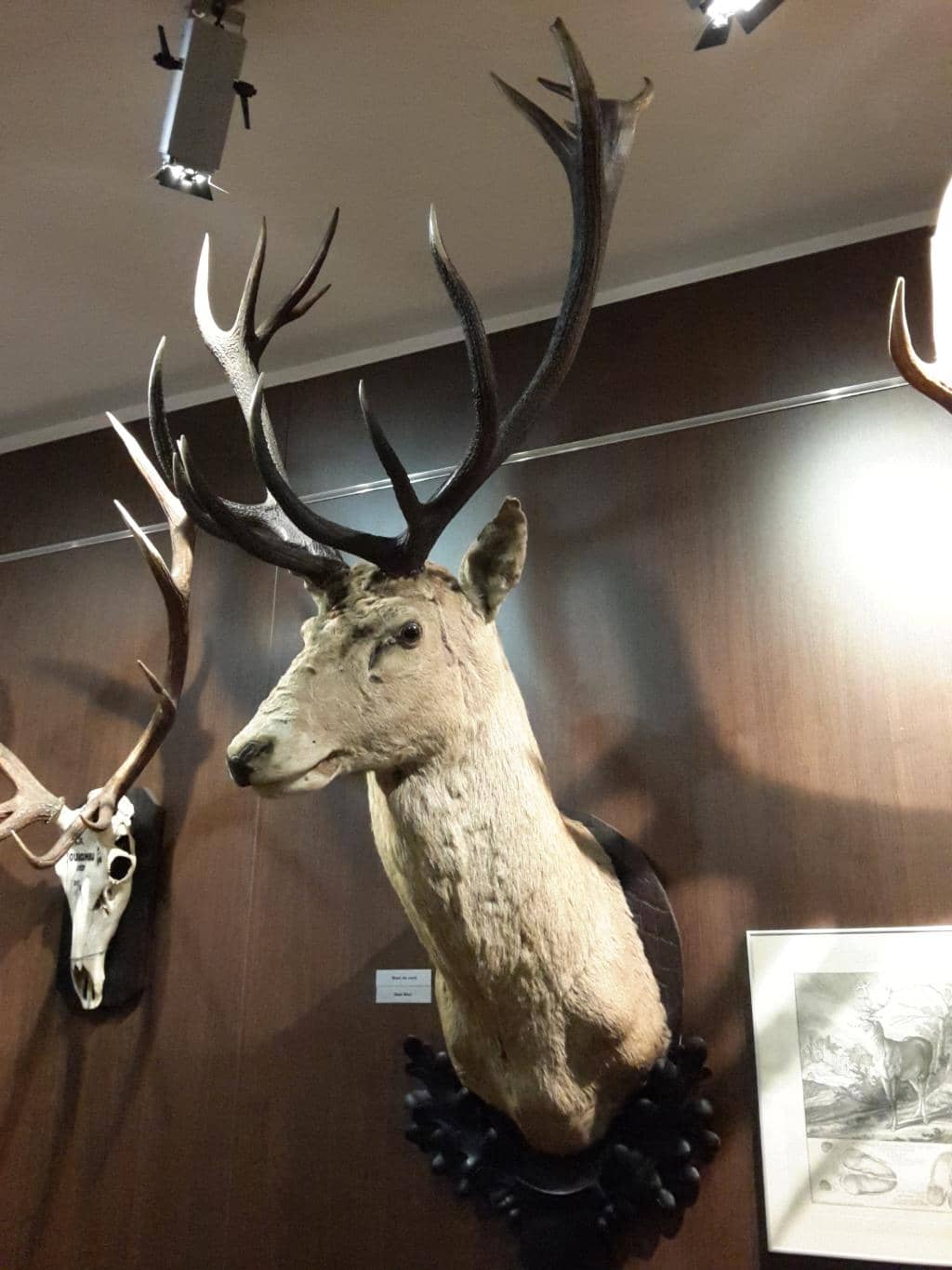 Extensive Taxidermy Collection