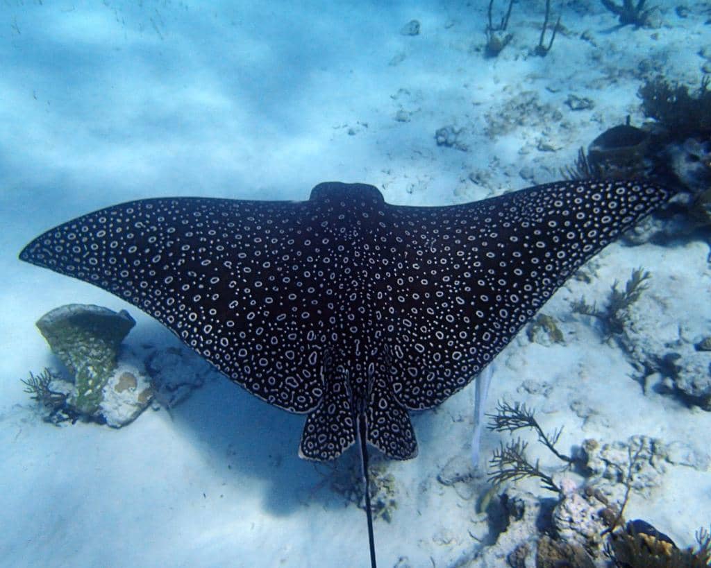 Shroud Cay's Lazy River