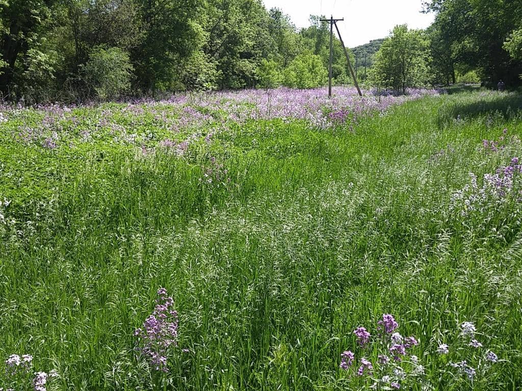 Le Sueur River Views