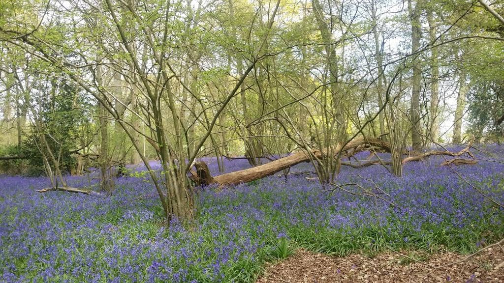 Expansive Parkland Walks