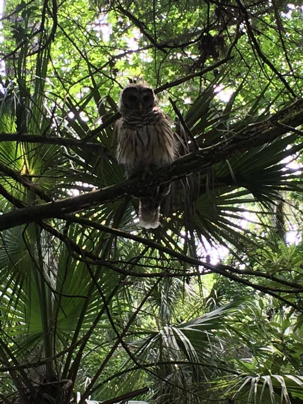 Historic Sugar Mill Ruins