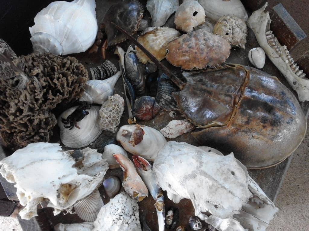 Lighthouse Museum Exhibits