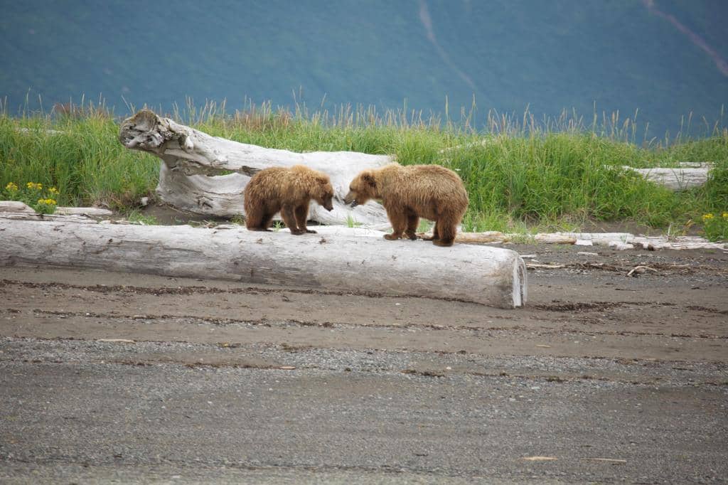Halibut Cove Lagoon