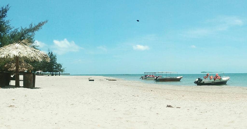 Lining Casuarina Trees