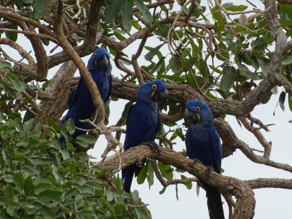 Transpantaneira Wildlife Safari
