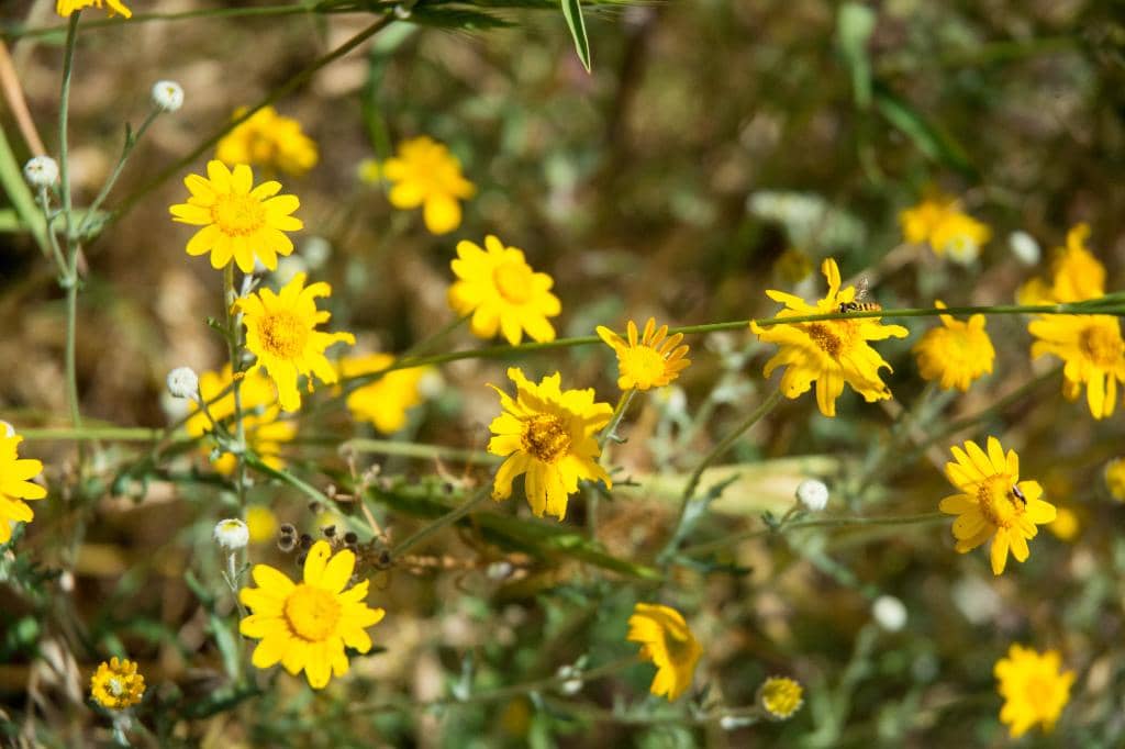 The 'Glory Hole' (Morning Glory Spillway)