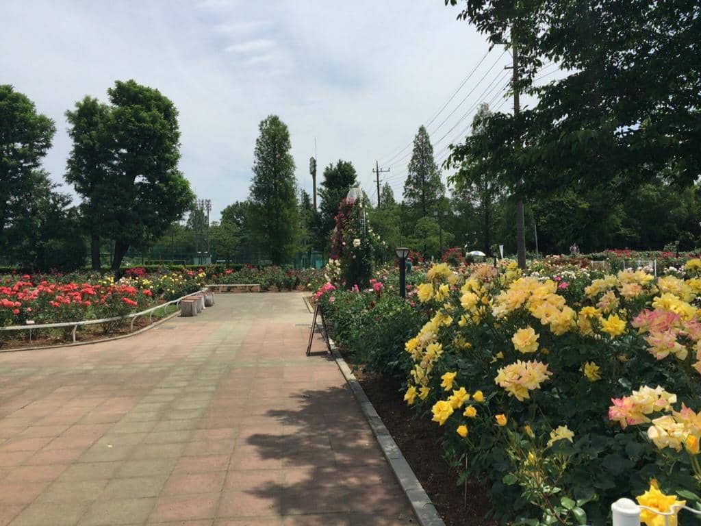 Diverse Rose Varieties