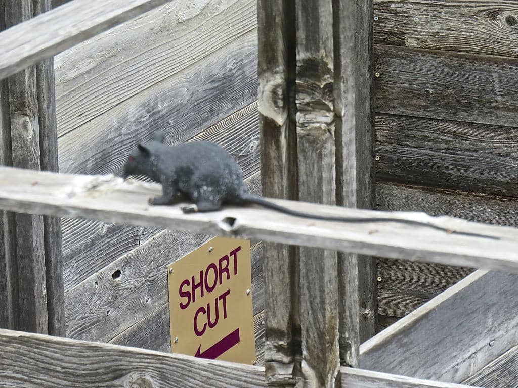 Observation Deck Views