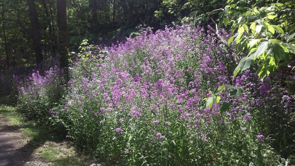 Mac Johnson Wildlife Area