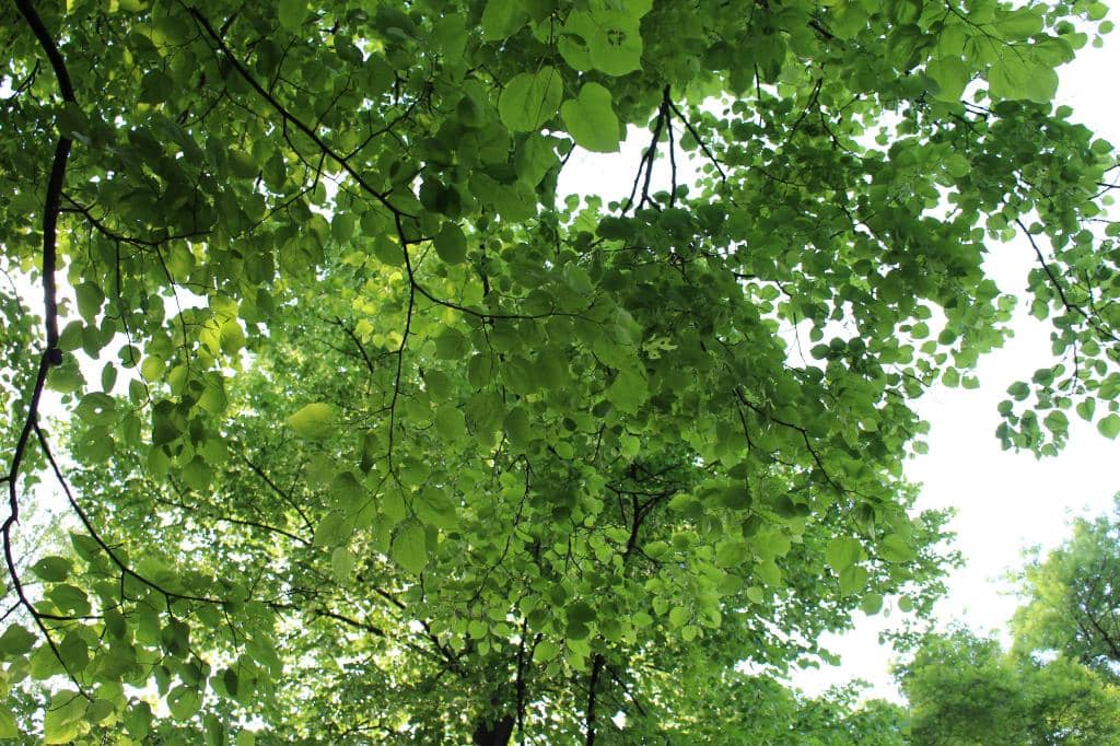 Stadium Tour Experience