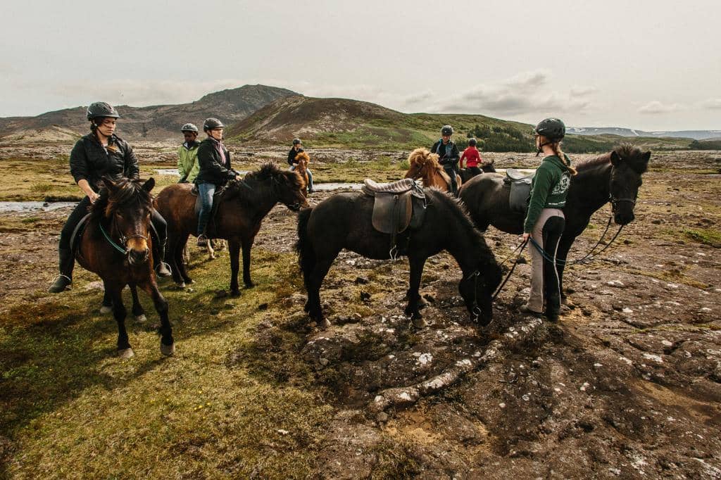Meeting Friendly Icelandic Horses