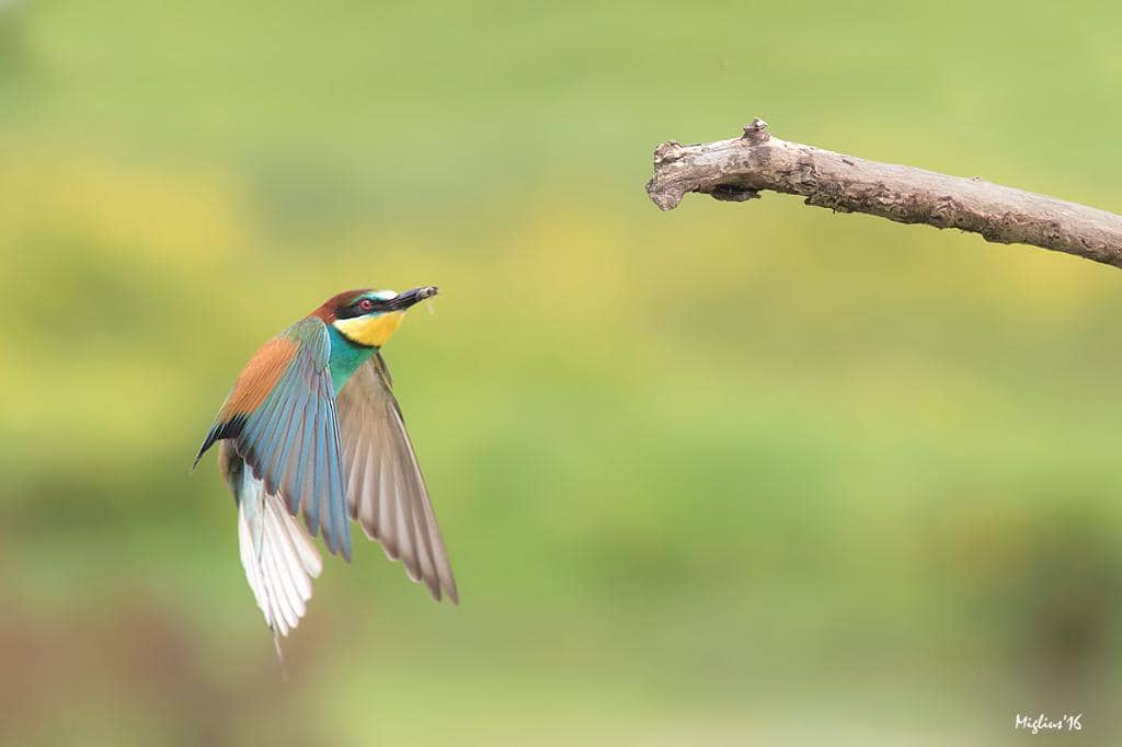 Isola della Cona Path