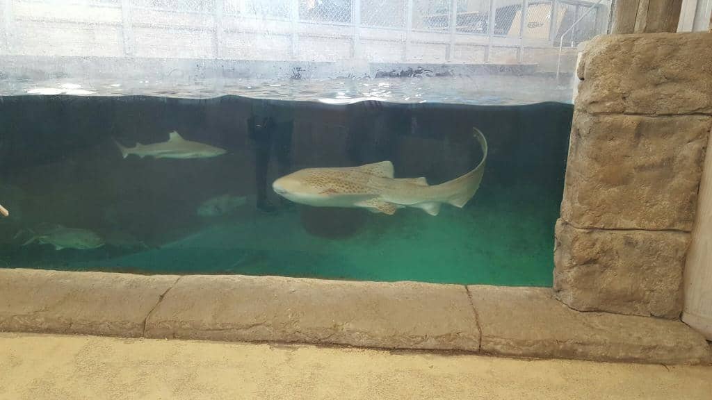 Texas Wildlife Exhibits