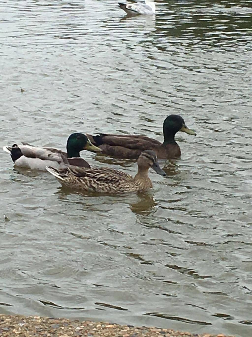 Playground & Green Spaces