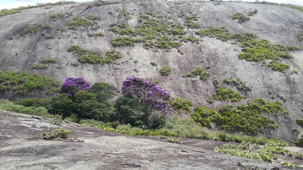 Mangrove Exploration