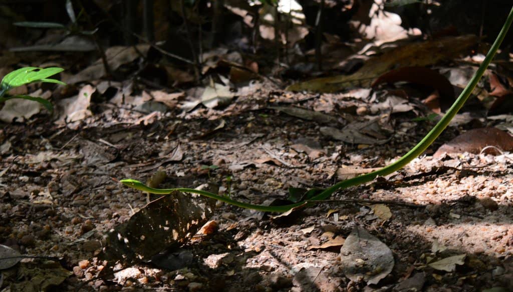 Meenmutty Waterfalls