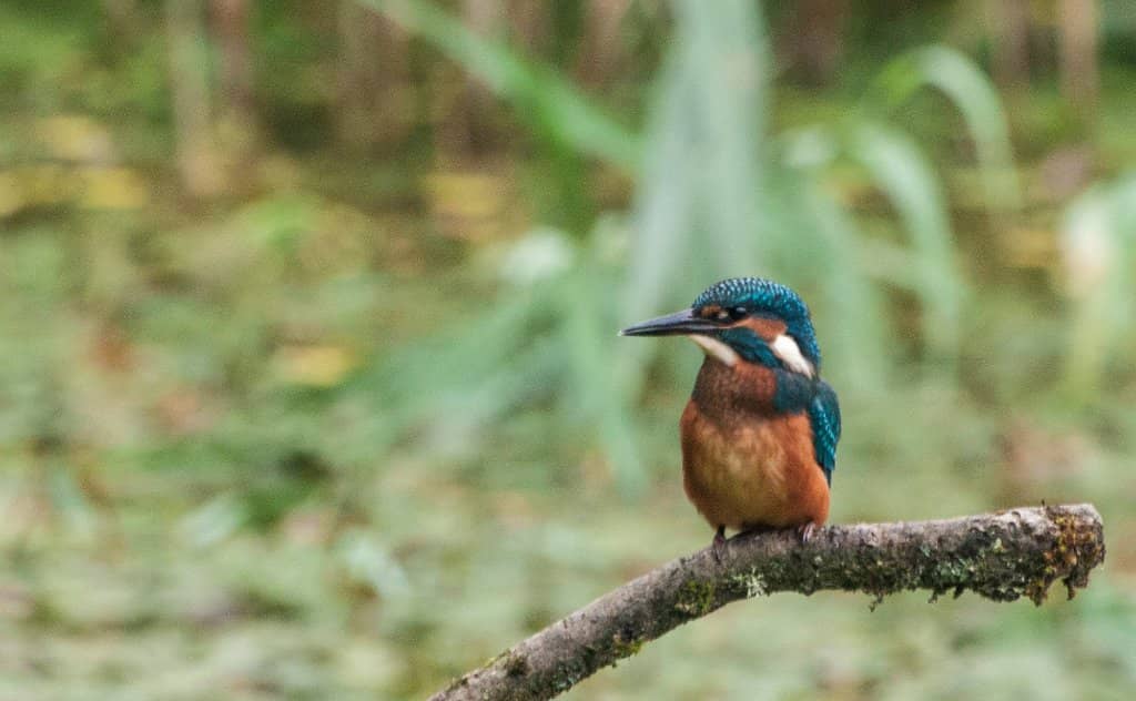 Glamorganshire Canal